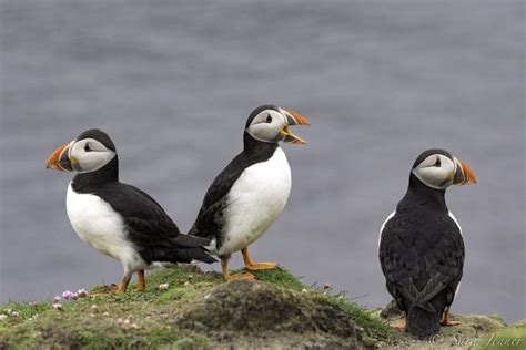 Atlantic puffin | Facts, pictures & more about Atlantic puffin