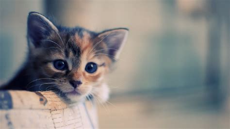 Cute Cat HD Wallpapers - Top Free Cute Cat HD Backgrounds - WallpaperAccess