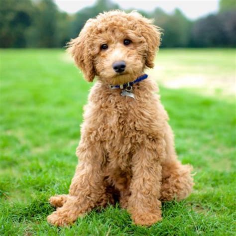 Labradoodle vs Bordoodle - Breed Comparison | MyDogBreeds