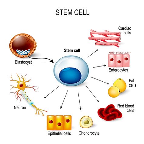 Stem Cells Therapy - Officers Pulse