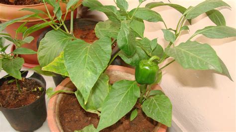 How To Grow Bell Peppers In A Container Vegetable Garden - The Plant Guide