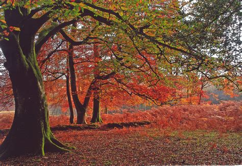 Autumn in the magical New Forest National Park (pic from the New Forest ...