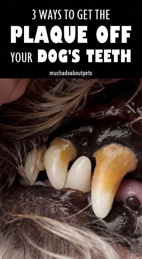 How to Keep Your Dog's Teeth Clean | Dog teeth, Dog teeth cleaning ...