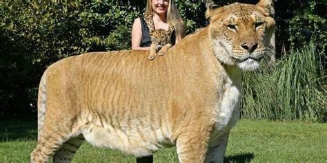 Ligers Facts: 11 Things You Didn't Know About These Lion-Tigers