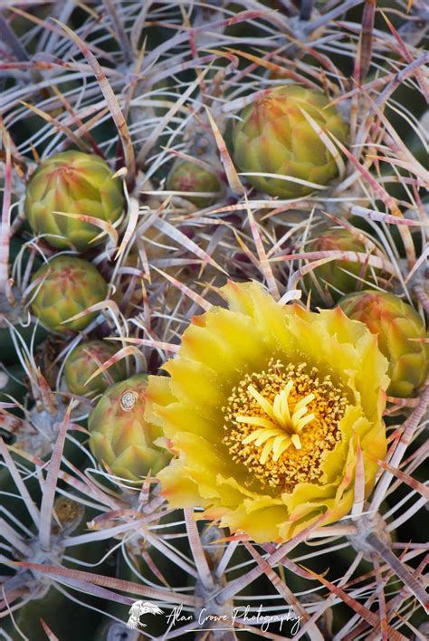 Barrel Cactus flowers - Alan Crowe Photography