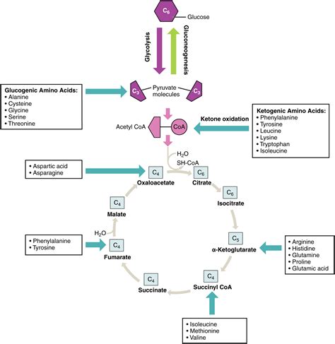 24.4 Protein Metabolism – Douglas College Human Anatomy and Physiology ...