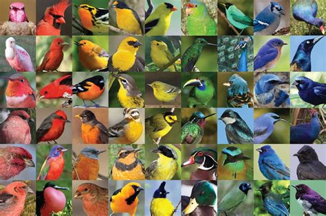 Colorful Pictures Of Birds