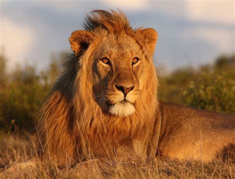 The Lion | Interesting Facts About King Of Jungle | Animals Lover