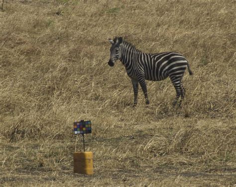 Zebra stripes not for camouflage, new study finds