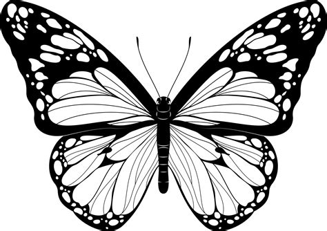 Beautiful Butterfly Black and White Butterfly vector illustration ...