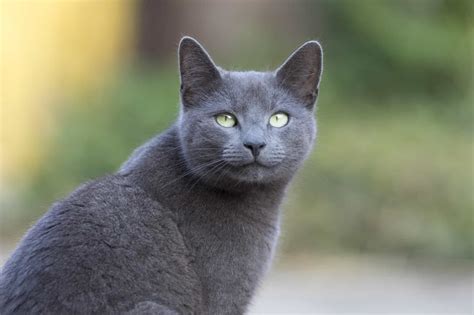 7+ Facts About Russian Blue Cats [Personality, History, Health & More]