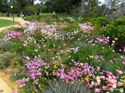 The Travelling Lindfields: Wildflowers in Western Australia: Kings Park ...