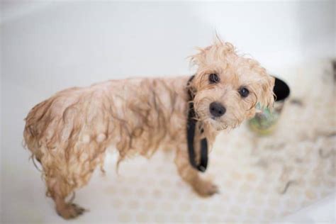 Grooming Tips: How to Groom a Dog With Matted Hair - Tail and Fur