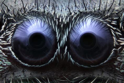 Jumping spider eyes | Nikon’s Small World