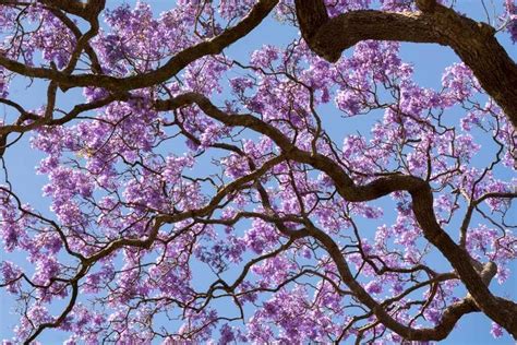 Jacaranda Tree: Plant Care and Growing Guide