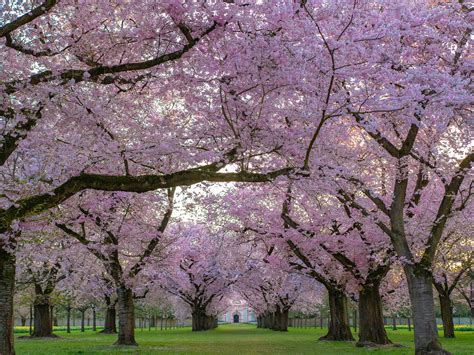 7 Beautiful Flowering Trees and How to Identify Them * Earth - DaftSex HD