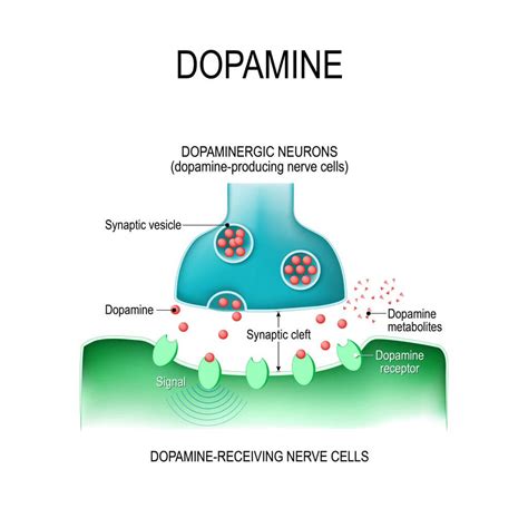 Dopamine: systèmes dopaminergiques, synthèse et récepteurs