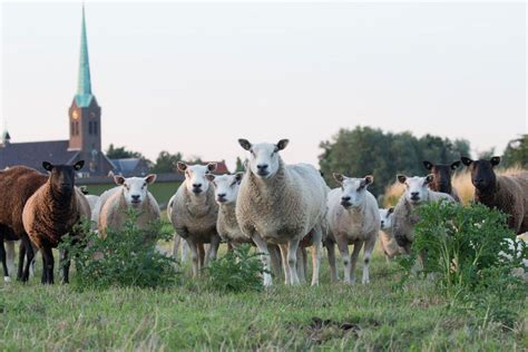 18 Wild Animals in the Netherlands [Wildlife in the Netherlands]