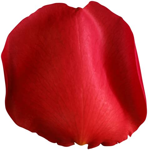 Rose Petal Red PNG Clip Art Image | Gallery Yopriceville - High-Quality ...