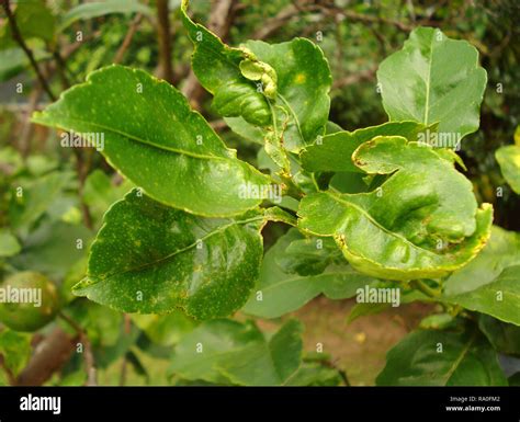 Are Lemon Trees Toxic To Dogs