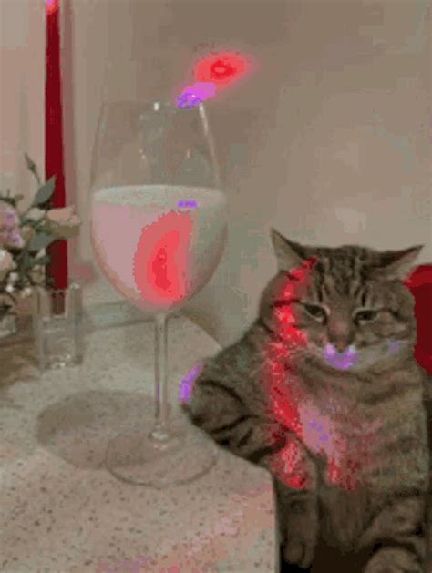 Cat GIF - Cat - Discover & Share GIFs