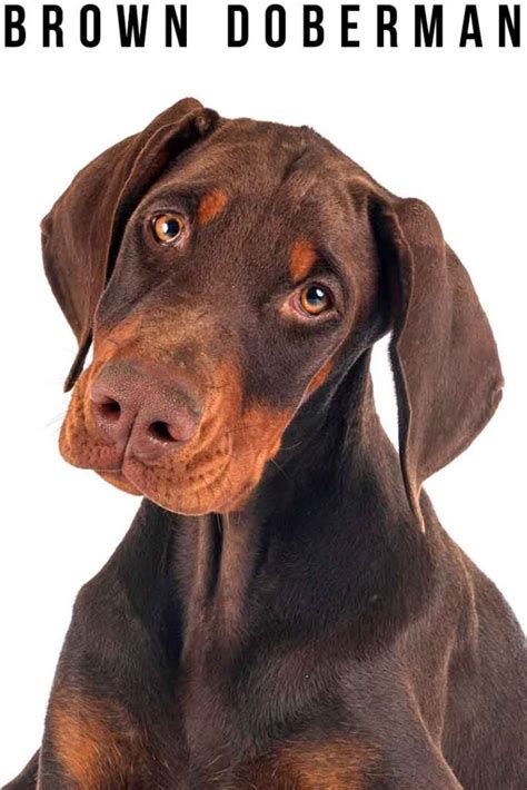 Brown Doberman Care, Genetics, Temperament and Puppies