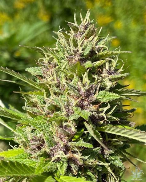 Purple Haze Strain | Seed Bank | Feminized Purple Haze Marijuana Seeds