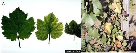 Symptoms of Xylella fastidiosa on Vitis vinifera L. (A) (Source: Alex ...