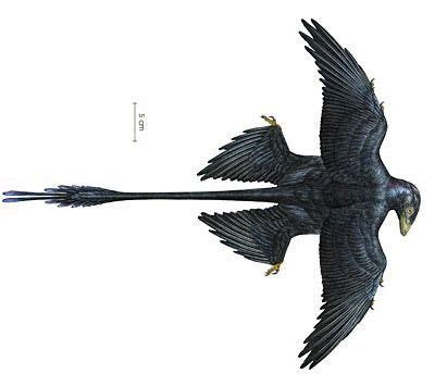 The dromaeosaur Sinornithosaurus (Microraptor) zhaoianus. Melanosome ...