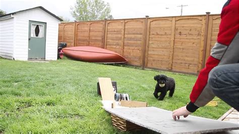 The 22 Best Ideas for Automatic Dog Ball Launcher Diy – Home, Family ...