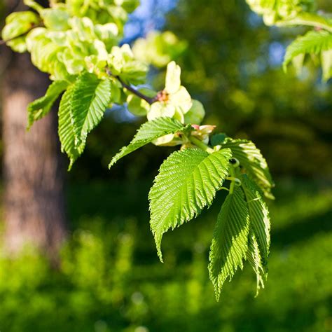 American Elm Trees for Sale – FastGrowingTrees.com