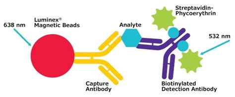 Overview of Luminex® Multiplex Assay Technology | MILLIPLEX® Multiplex ...