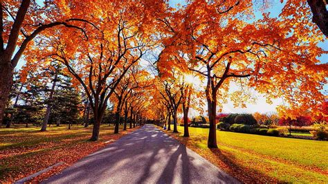 HD wallpaper: autumn, september, shadow, park, sunny, nature ...