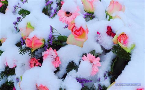 Winter Roses Wallpapers - Wallpaper Cave