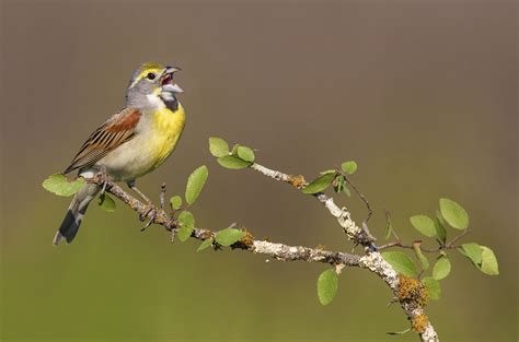 Climate change could quiet prairie birds’ chirping | Science | AAAS