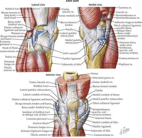 Multiple aspects of the knee - Netter | Anatomy of the knee, Human knee ...