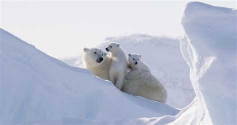 Best Time to See Polar Bears in the Arctic | Arctic Kingdom