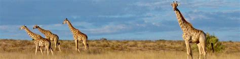 Kgalagadi Transfrontier Park - Wikitravel