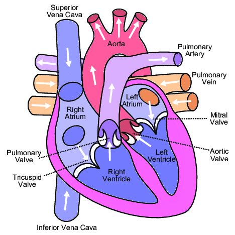 1: Heart chambers and blood flow (frontal view). | Download Scientific ...