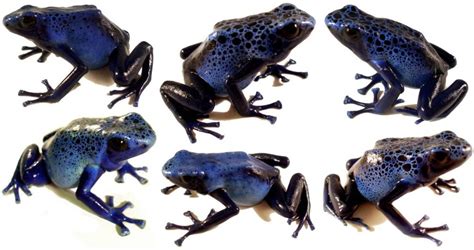 Dendrobates tinctorius 'Azureus'