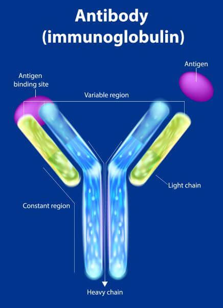 Antigen vs. Antibody | Biology Dictionary