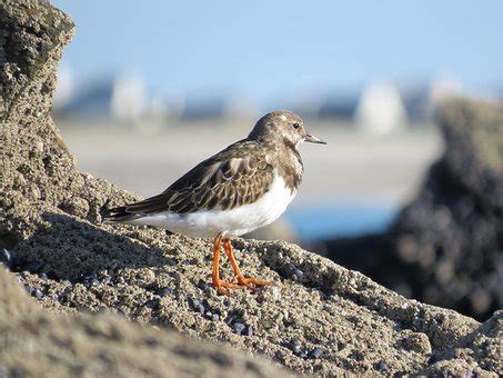 70+ Free Turnstones & Bird Photos - Pixabay