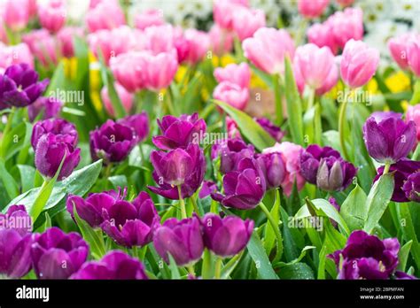 pink and purple tulips in the garden Stock Photo - Alamy