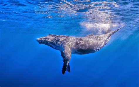 Blue Whale Images Hd (#3143709) - HD Wallpaper & Backgrounds Download