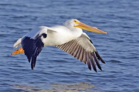 Pelicans Informations Pictures