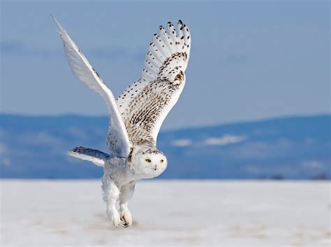 snowy owl in flight | My HD Animals