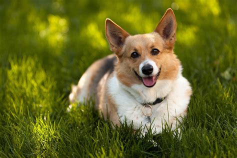 🔥 [50+] Corgi Desktop Wallpapers | WallpaperSafari