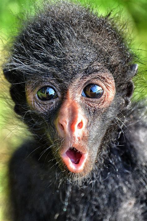 This is a baby spider monkey for the Serere Reserve near Rurrenebaque ...