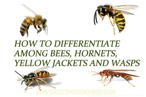 How to Differentiate among Bees, Hornets, Yellow Jackets And Wasps