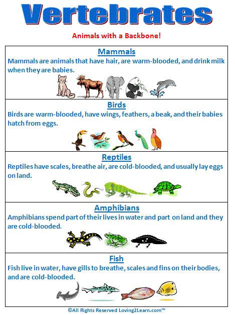 Super Subjects - Super Science - Life Science - Kingdoms - Vertebrates ...